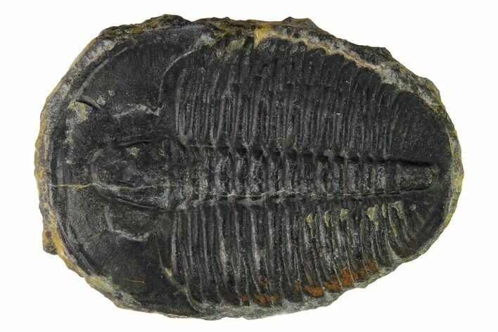 Elrathia Trilobite Fossil - Utah #169513